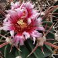 Preview: Echinocactus texensis JO 493